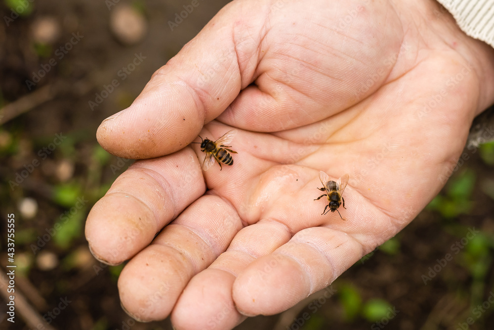 Obraz premium an elderly man holding a bee, control situation in bee colony.