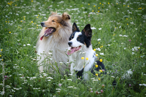 Rough collie and Border collie dog breeds