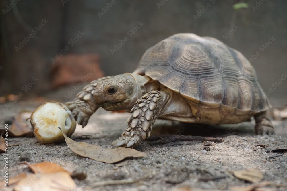 Obraz premium Close up African spurred tortoise resting in the Natural , Slow life ,Africa spurred tortoise sunbathe on ground with his protective shell ,Beautiful Tortoise
