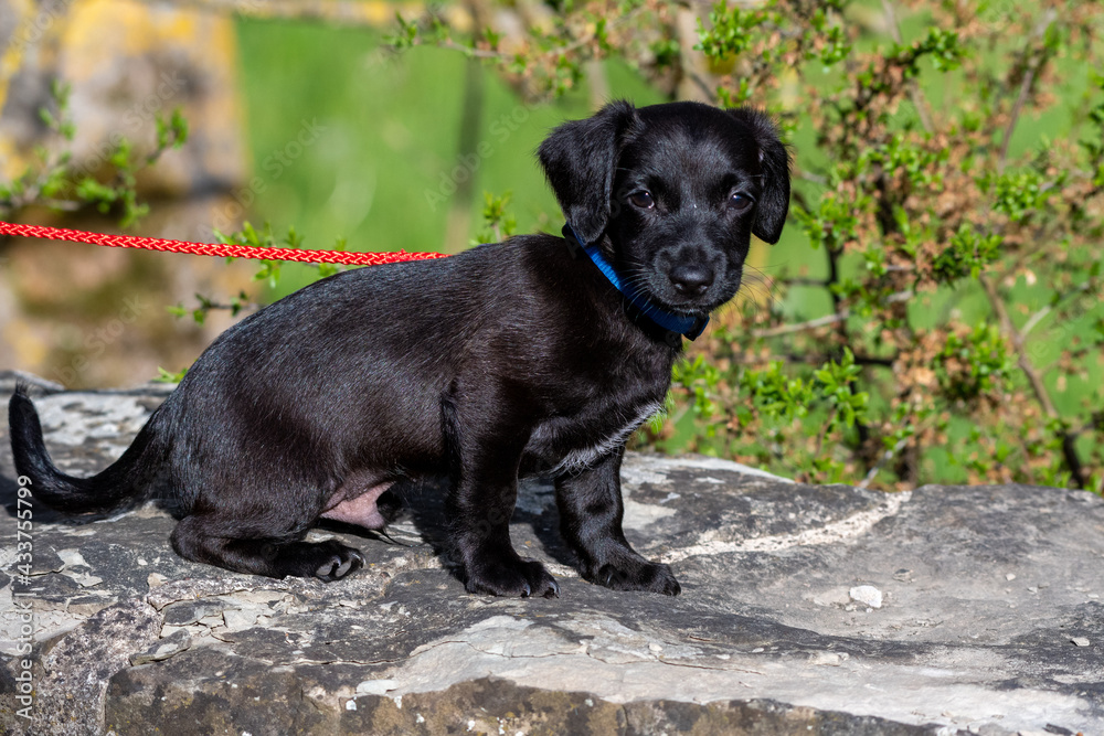 black mixed breed puppy black mixed breed puppy