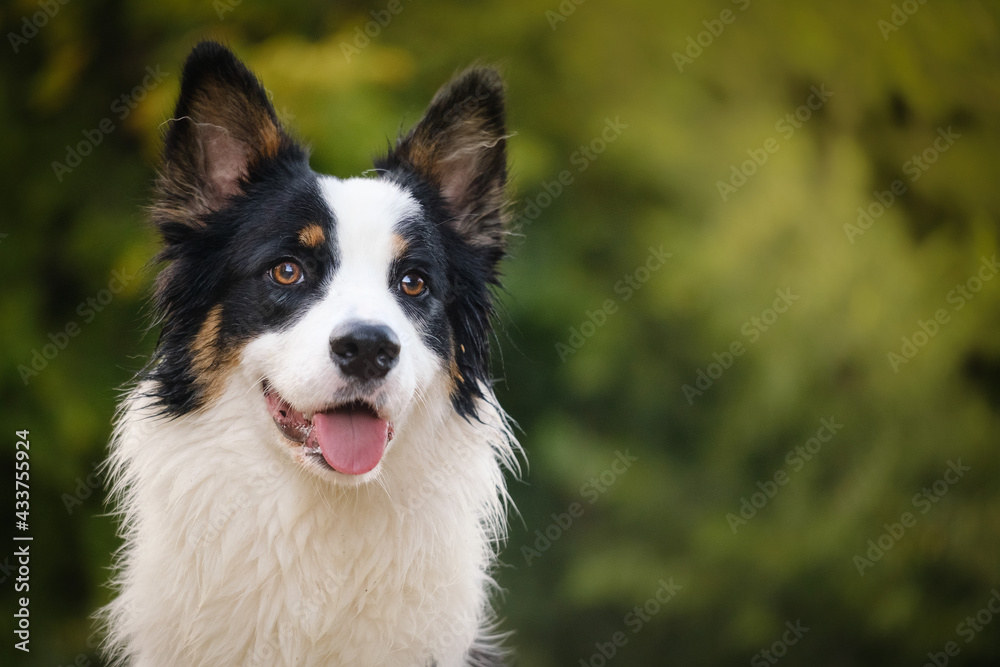 Border collie and Australian shepherd dog breed Border collie and Australian shepherd dog breed