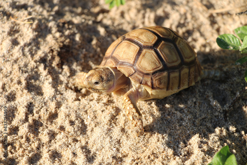 Close up African spurred tortoise resting in the Natural , Slow life ,Africa spurred tortoise sunbathe on ground with his protective shell ,Beautiful Tortoise Close up African spurred tortoise resting in the Natural , Slow life ,Africa spurred tortoise sunbathe on ground with his protective shell ,Beautiful Tortoise