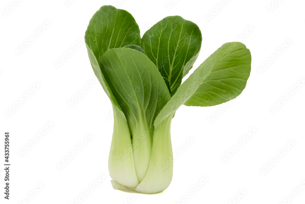 Bok Choy Chinese cabbage on white background. Bok Choy Chinese cabbage on white background.