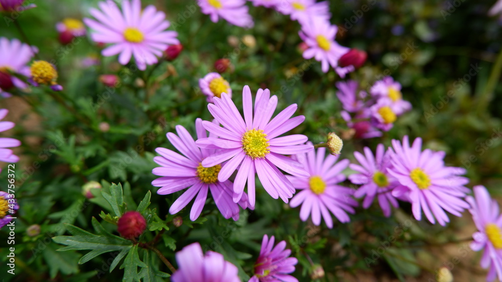 商用で使える花の写真 商用で使える花の写真