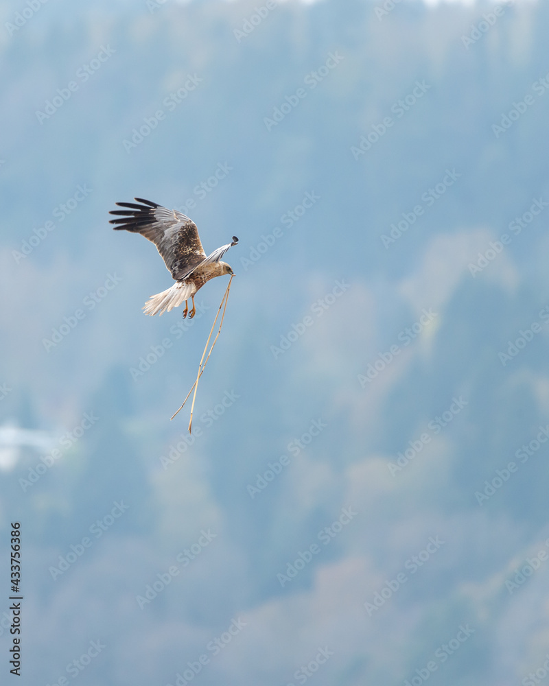 Obraz premium Bird photography, Western marsh harrier, Circus aeruginosus, flying with reed in its beak, building nest. Blurred background, copy space with place for text.