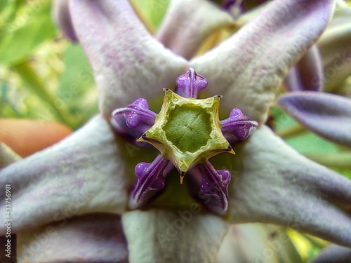 Beautiful calotropis gigantea crown flower arakha flower close up photo