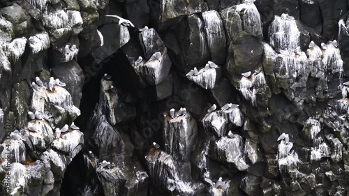 Northern fulmar birds (fulmarus glacialis) flying, perching and building nests on steep volcanic basalt cliffs on the Atlantic coast of Arnarstapi, Snæfellsnes, Iceland in late winter.