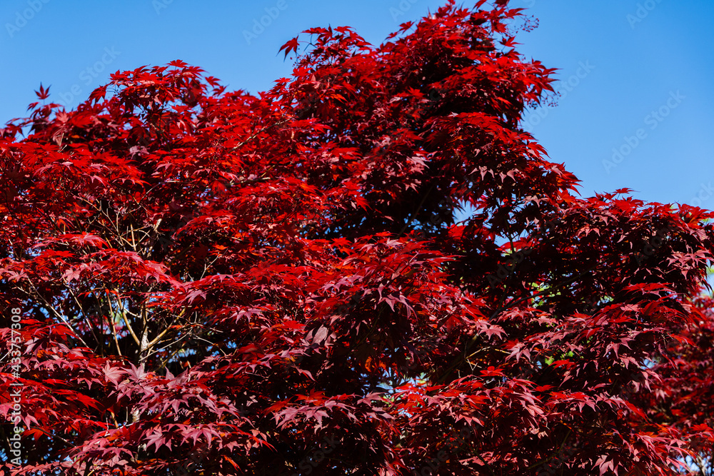 Graceful Acer Palmatum Dissectum tree with red leaves against blue spring sky. Japanese courtyard in city park Graceful Acer Palmatum Dissectum tree with red leaves against blue spring sky. Japanese courtyard in city park