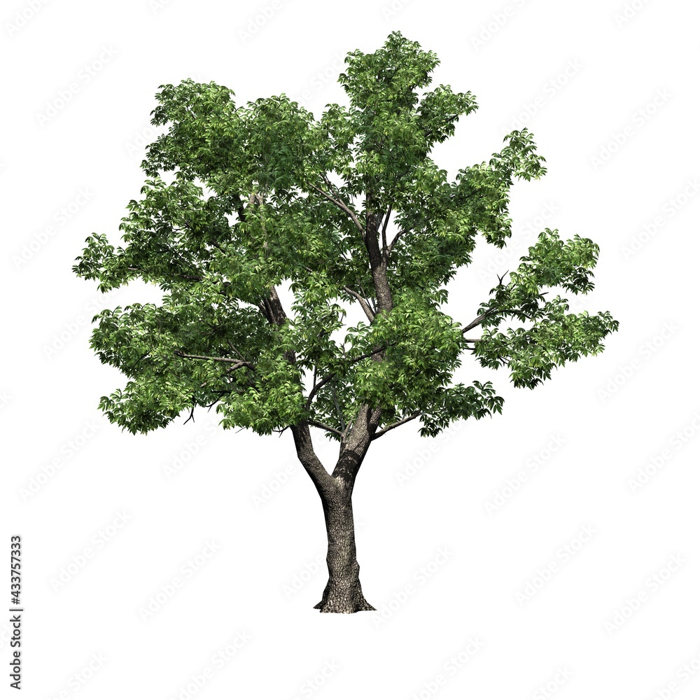 Obraz premium Green Ash tree - isolated on white background - 3D Illustration