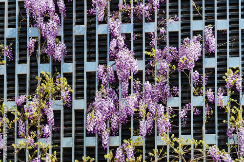 Blooming purple wisterias, Chinese or Japanese wisterias on  decorative vertical wall. Spring in public landscape city park 