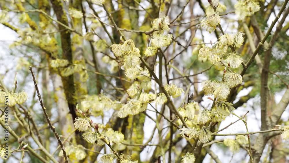 Blooming willow bush from which bees collect honey in the spring. Blue sky background, nature Blooming willow bush from which bees collect honey in the spring. Blue sky background, nature
