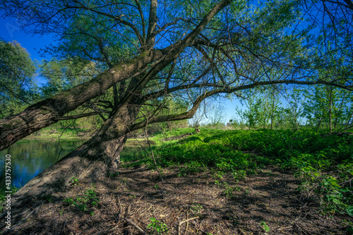 Rozłożyste drzewo z zielonymi liśćmi wczesną wiosną © af-mar