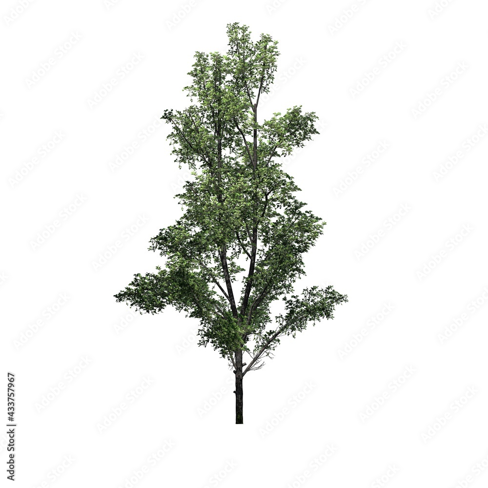 Obraz premium Mountain Maple tree - isolated on white background - 3D Illustration