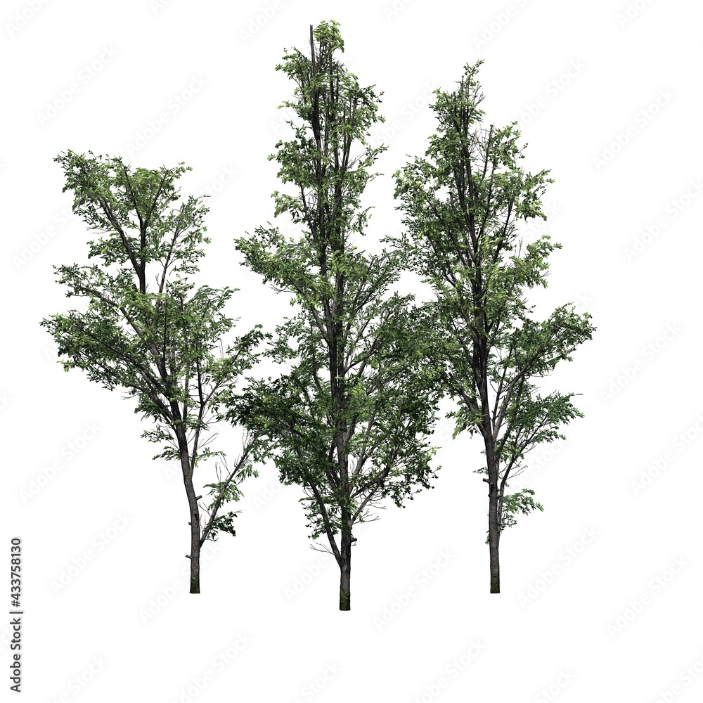 Obraz premium several Mountain Maple trees - isolated on white background - 3D Illustration