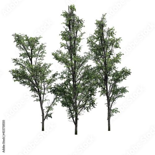 several Mountain Maple trees - isolated on white background - 3D Illustration