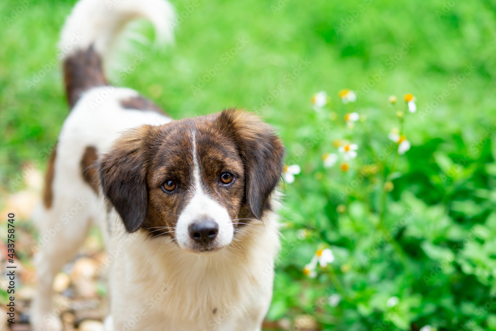Stray dog white-brown head funny face looking Thai dog in the grass Stray dog white-brown head funny face looking Thai dog in the grass
