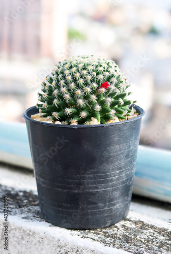 Mammillaria camenae or Mammillaria bocasana cactus the tropical tree in the black pot photo