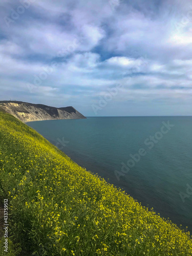 View of the coast and mountains surrounded by yellow flowers