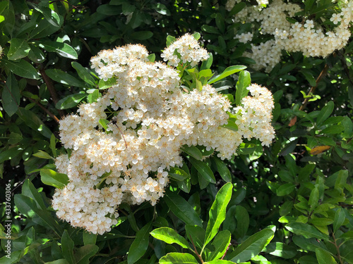 Pyracantha coccinea with tiny white flowers. Scarlet firethorn in bloom in springtime photo