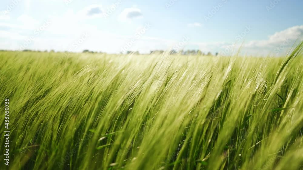 The barley harvest ripens in warm sunlight. Green fields of wheat are earing from the wind. Field of cereals for making bread. A large crop of grain. Agricultural business for growing organic plants. The barley harvest ripens in warm sunlight. Green fields of wheat are earing from the wind. Field of cereals for making bread. A large crop of grain. Agricultural business for growing organic plants.