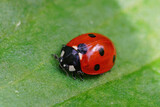 Closeup of the  red seven-spot ladybird , Coccinella septempunctata , on a green leaf