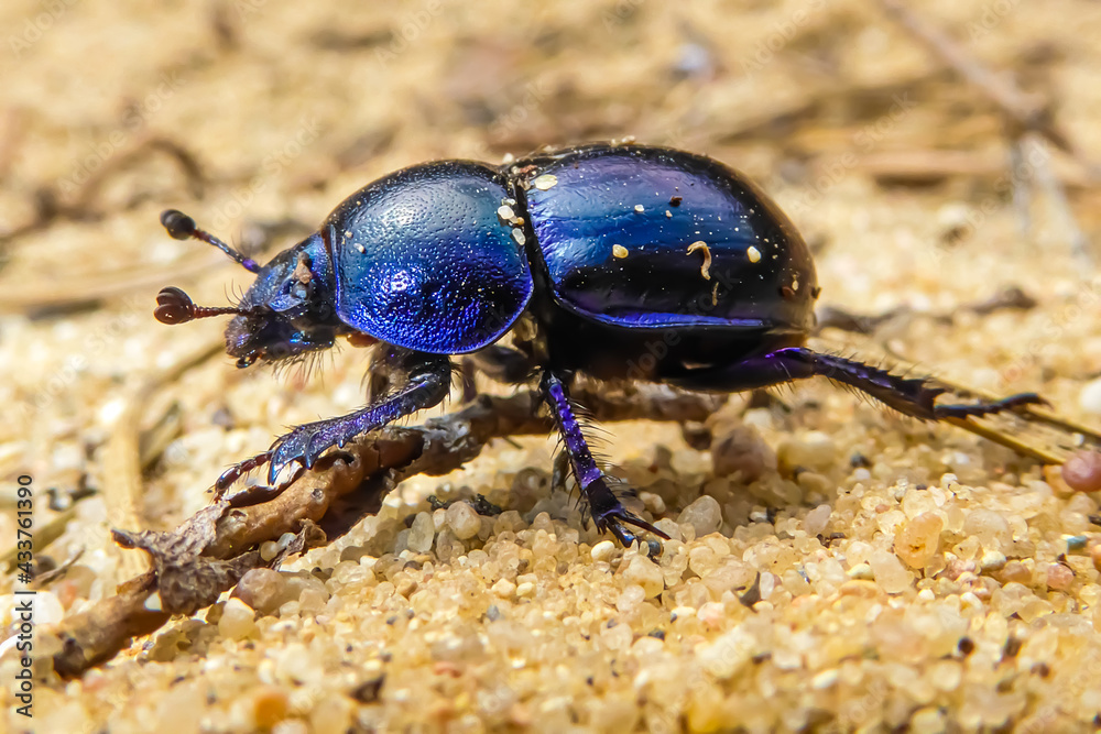 Kleiner Waldmistkäfer auf sandigem Boden. Die Käferschale leuchtet in den schimmernden Farben Blau, Lila und Schwarz. Mistkäfer krabbelt auf Sand. Forest dung dor beetle bug crawling in the sand.