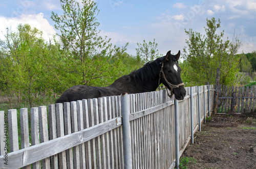 a horse stands by the fence on a summer day