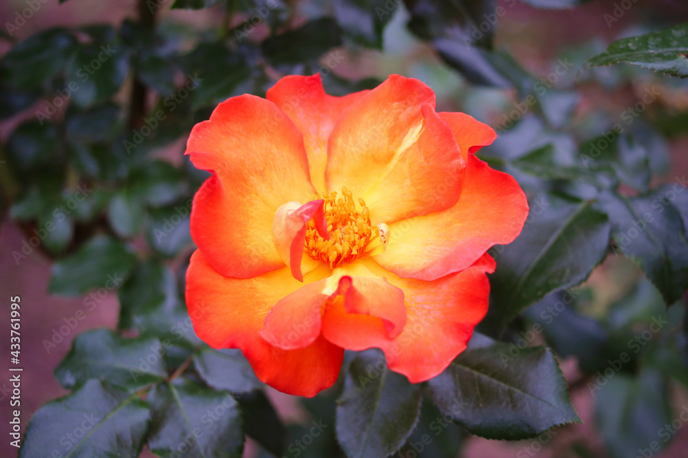 Obraz premium バラ プレイボーイ