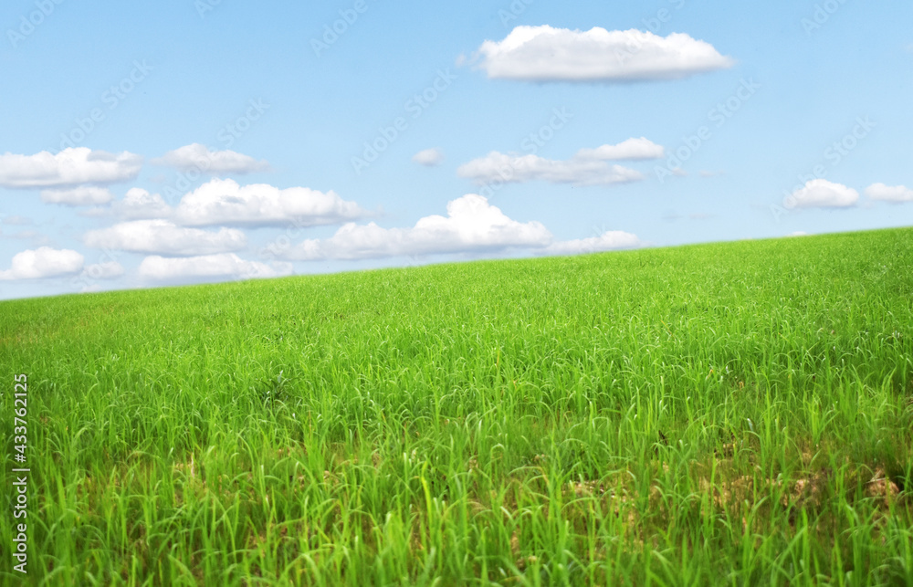 green field and blue sky