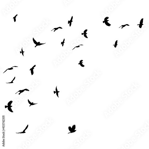 vector, isolated, birds fly black silhouette flock