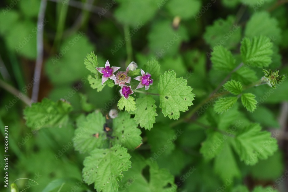 Native raspberry flowers. Rosaceae deciduous shrub. Native raspberry flowers. Rosaceae deciduous shrub.