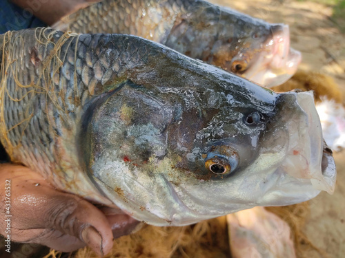 Big size indian river catla fish in hand of fisherman