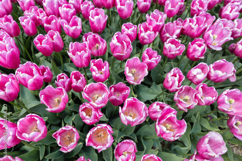 Obraz premium Top view field purple tulips in the Netherlands