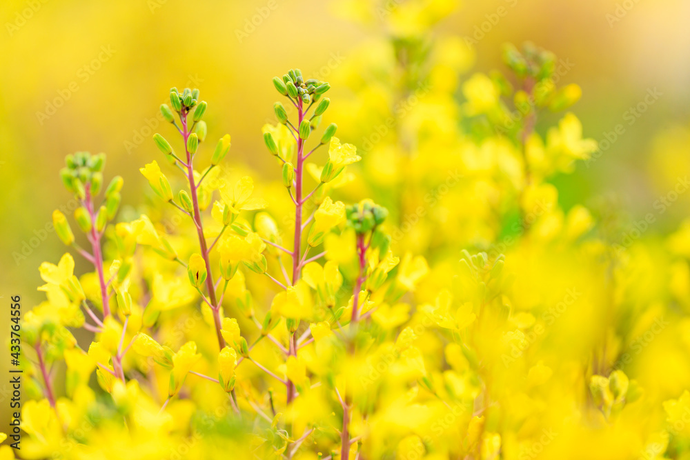 yellow flower yellow flower