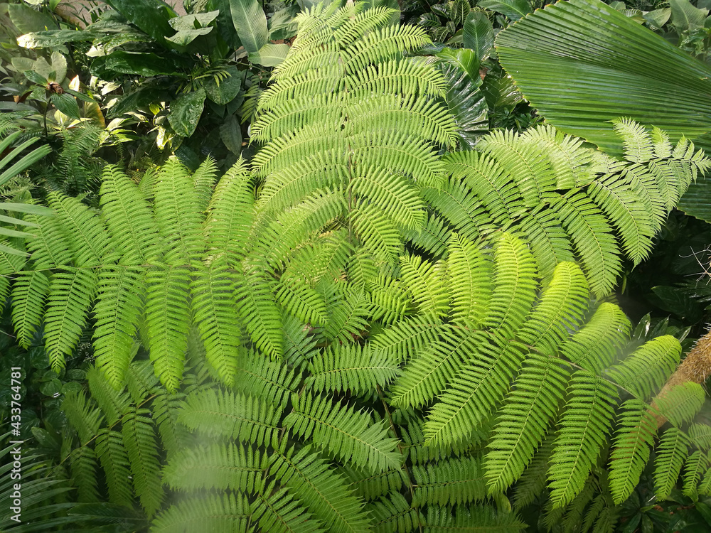 Nature scenic of Fern leaf plant  in tropical plant garden - park and indoor forest house vibe