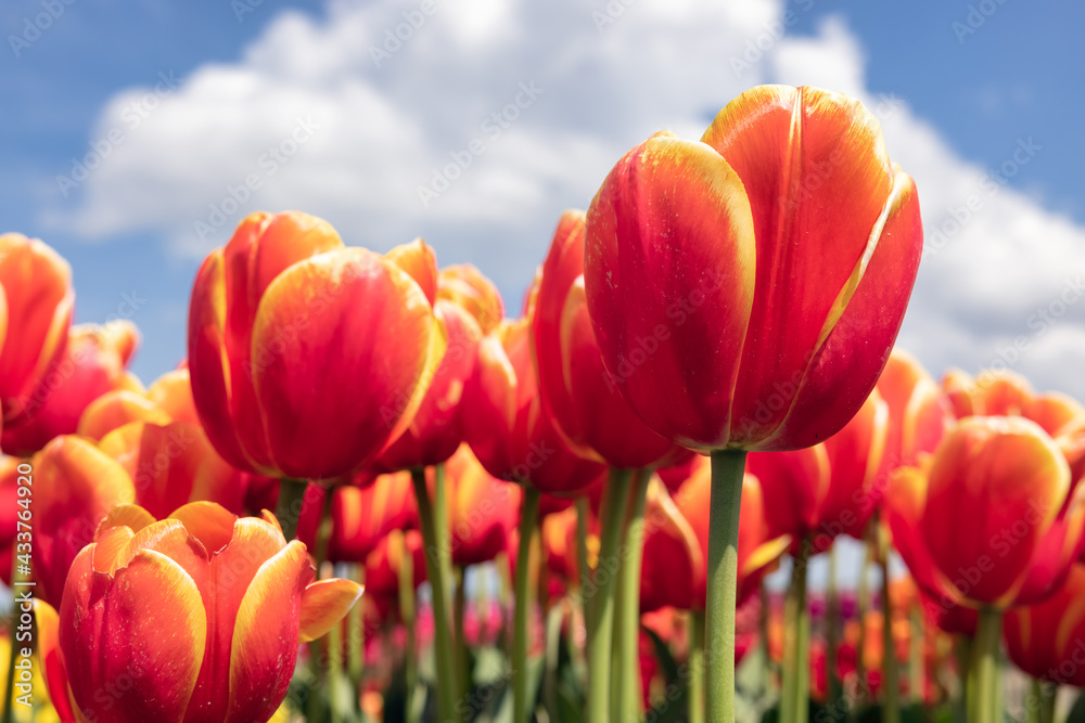 Dutch field orange tulips with white clouds in blue sky