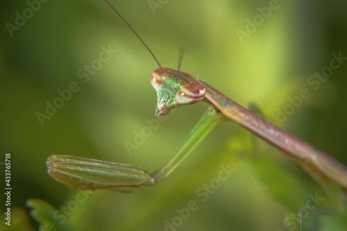 Macro Shots Praying Mantis (Juvenile) Close-up Image