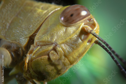 Macro shot close-up a grasshopper head picture