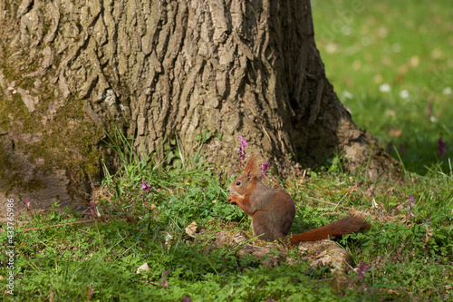 Squirrel (Sciurus) sits in front of a thick brown tree trunk and eats something. Side view.