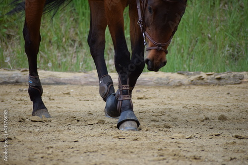 horse hoof walking in the sand