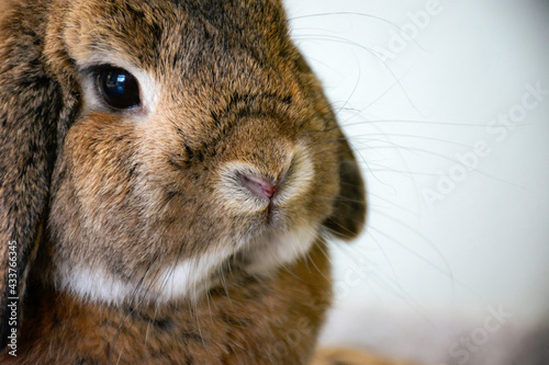 Close up cute lop ear rabbit Bunny with hanging ears.
