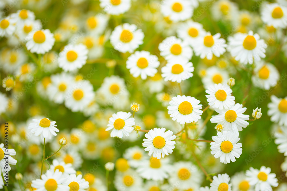 Fototapeta premium field of camomiles