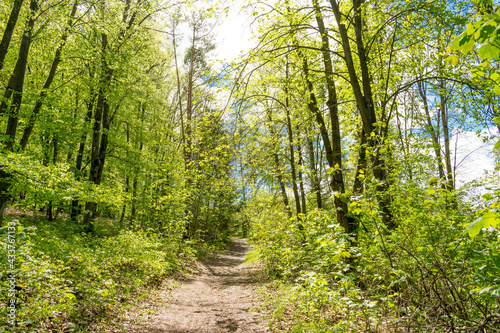 Der Wald als Lebensraum für Tiere und Pflanzen. Wanderer finden hier Stille und Erholung. Es ist ein Ort voller Frieden und Leben.