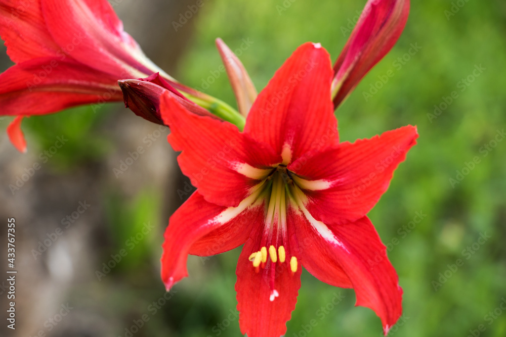 leuchtend rote blüten der Amaryllis vor grünen hintergrund leuchtend rote blüten der Amaryllis vor grünen hintergrund