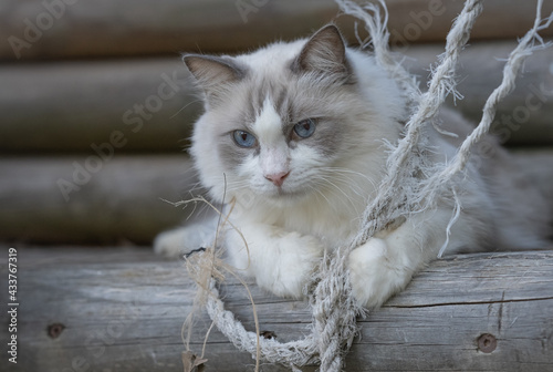 White long haired cat ragdoll cat playing with string/rope photo