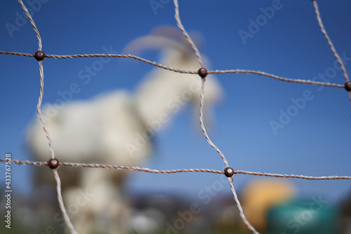 Electric pasture fence, one goat out of focus against blue sky. Animals in captivity. Side view.