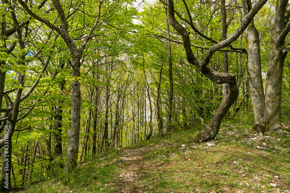 Große Flächen des Hesselbergs umfassen Wälder mit Laubbäumen. Sie bieten zahlreichen geschützten Pflanzen und Tieren einen Lebensraum.