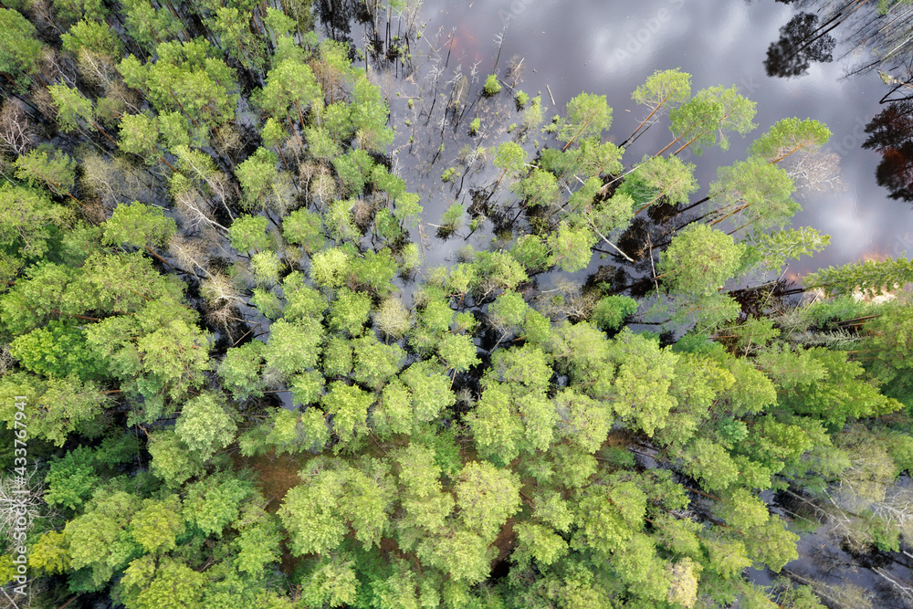 Naklejka premium Landscapes of wild taiga in cold Russian Siberia