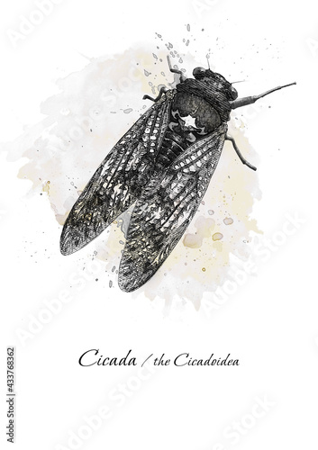cicada insect in black and white graphics. Can be used for design purposes 