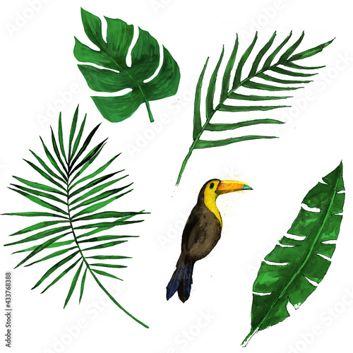 toucan and leaves illustration on white background